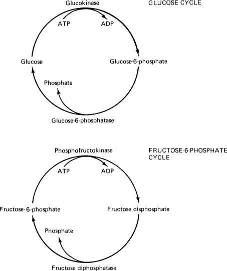 Substrate cycling glucose fatty acid amino acid metabolism