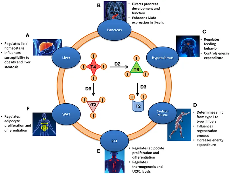 Thyroid hormone metabolism T3 T4 metabolic rate control