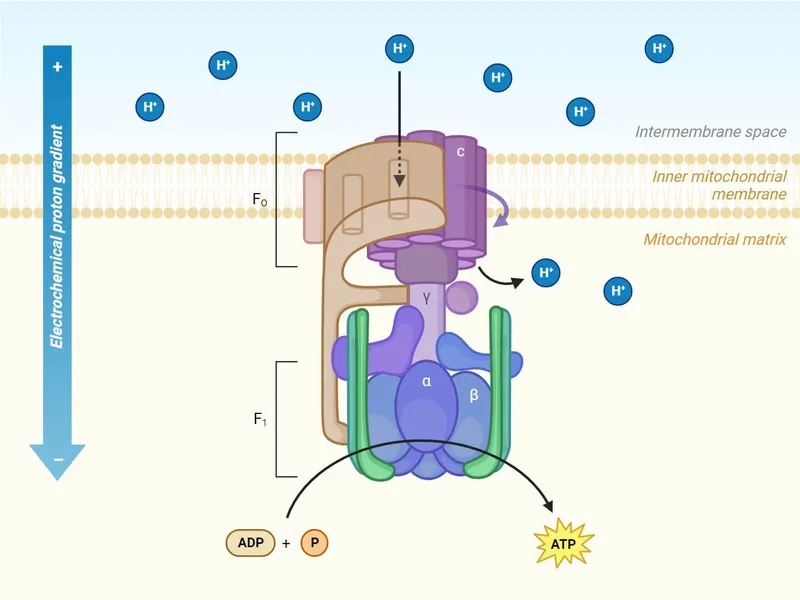 ATP production pathways