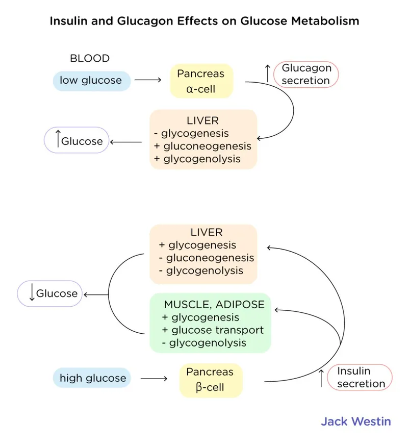insulin glucagon regulation diagram