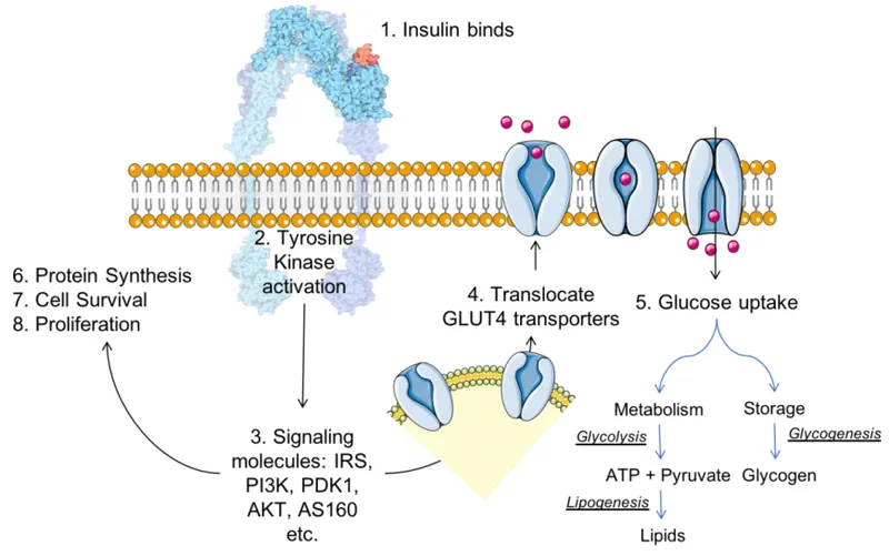 insulin signaling pathway diagram