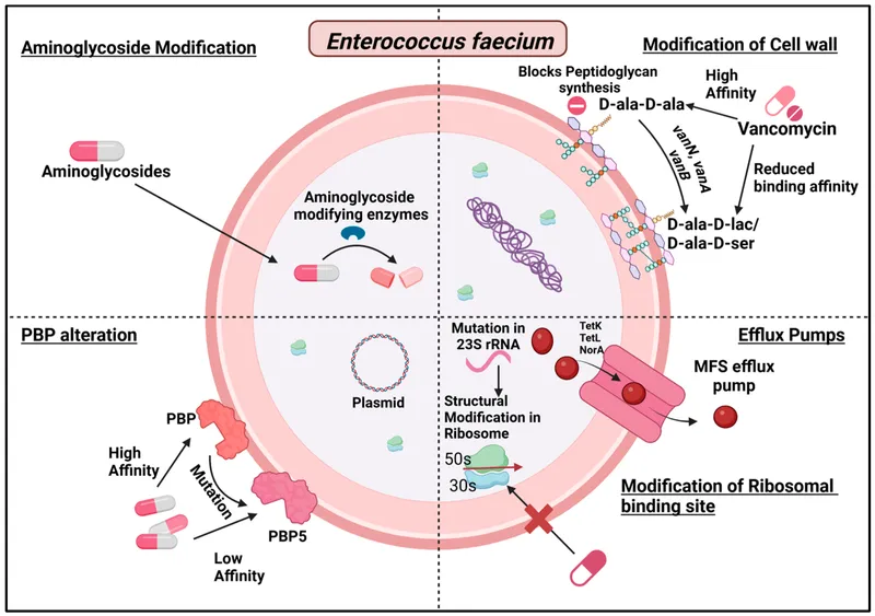 Aminoglycoside modifying enzymes and resistance
