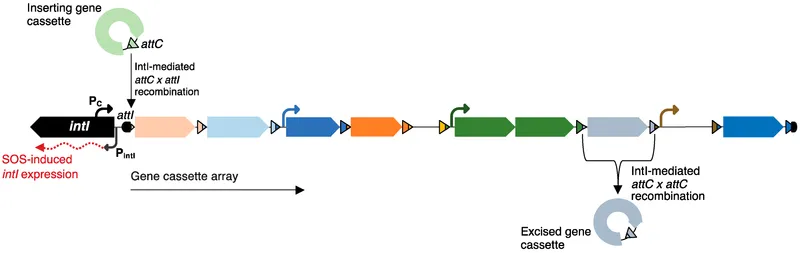 Integron structure with gene cassettes and integrase