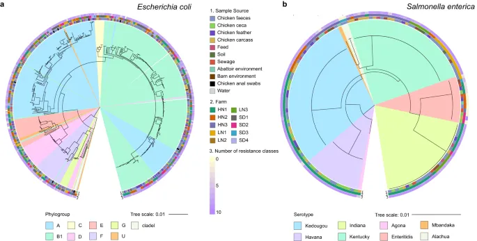 Phylogenetic tree showing resistance gene evolution