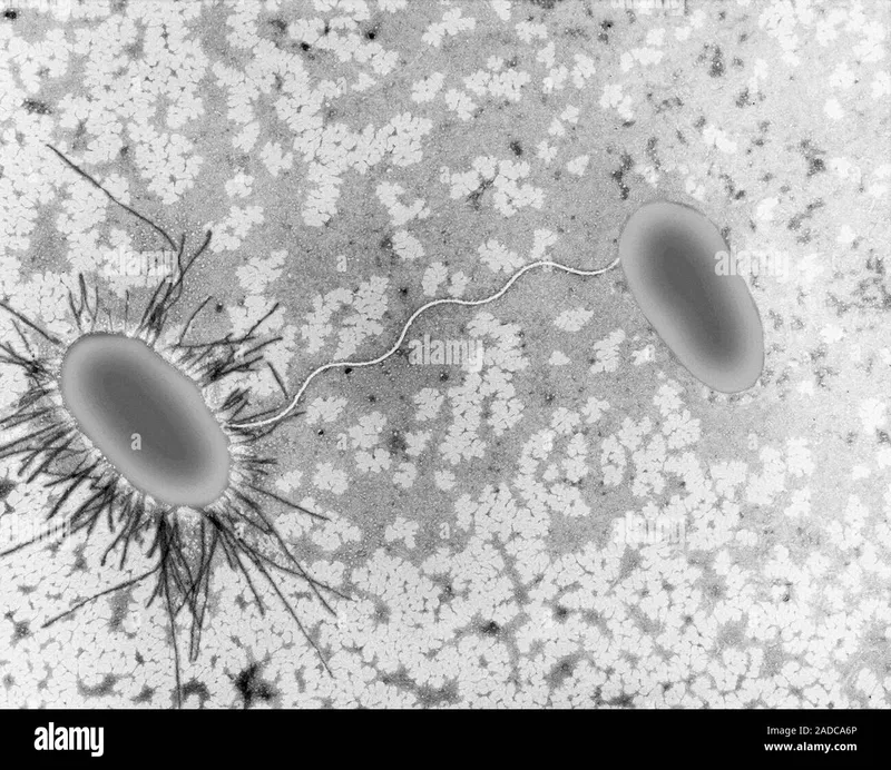 Bacterial conjugation showing pilus formation and DNA transfer between cells