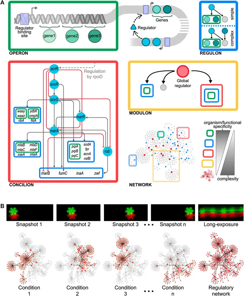Global regulatory network showing interconnected operons and regulators