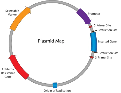 Plasmid map showing replication origin, resistance genes, and transfer functions