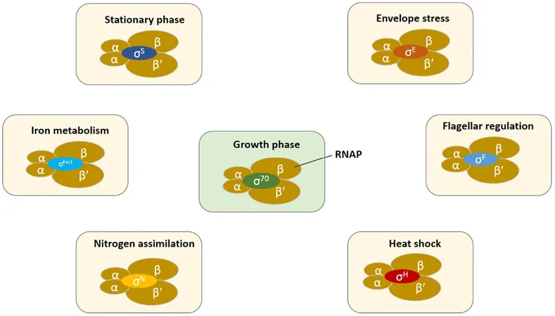 Bacterial stress response network showing multiple sigma factors and regulons