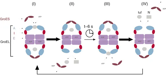 Heat shock response showing GroEL/GroES chaperone system and protein folding