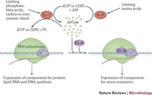Stringent response showing (p)ppGpp synthesis and global regulatory effects