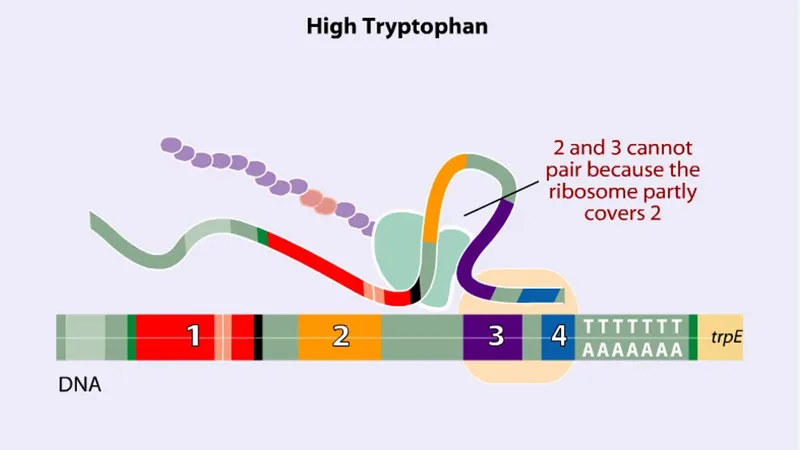 Trp operon attenuation mechanism showing RNA secondary structures