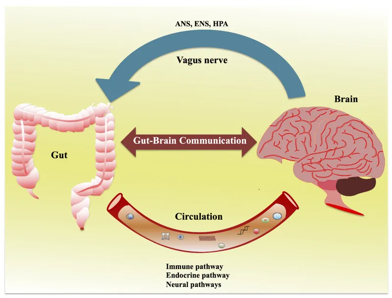 Detailed molecular diagram of gut-brain axis signaling pathways