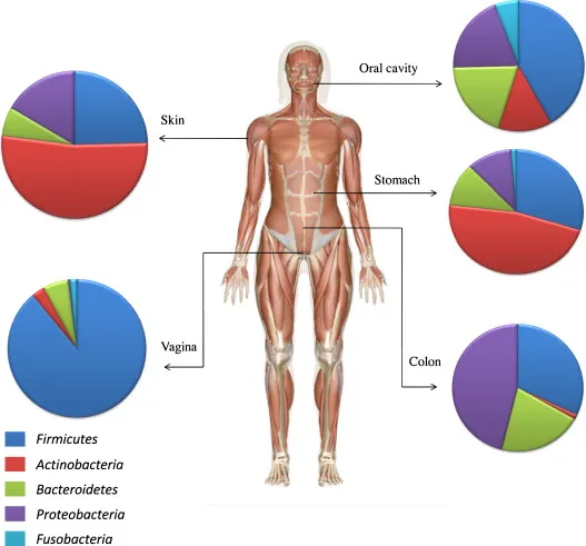 Comprehensive anatomical diagram showing microbiome distribution across human body systems