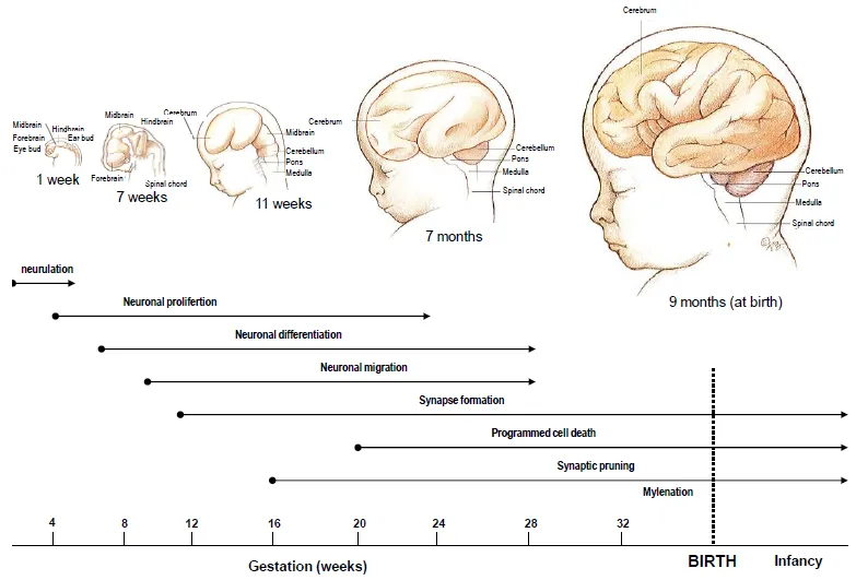 Complex brain network diagram showing neural connections and developmental pathways in pediatric neurodevelopment