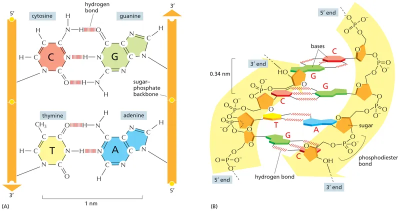 Detailed molecular structure of DNA double helix with base pairing