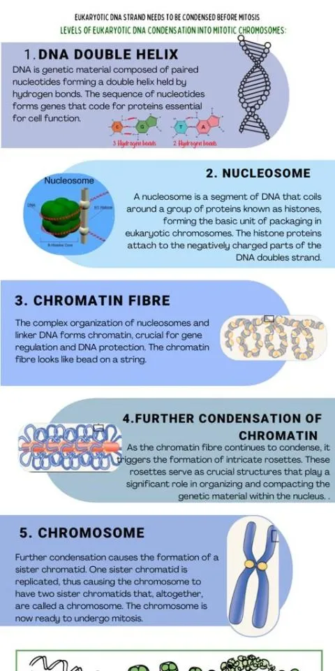 Chromatin organization from DNA to metaphase chromosome showing compaction levels