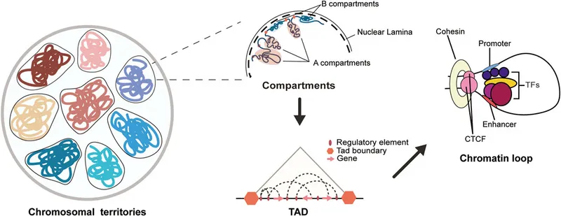 Chromosome conformation capture showing topologically associating domains