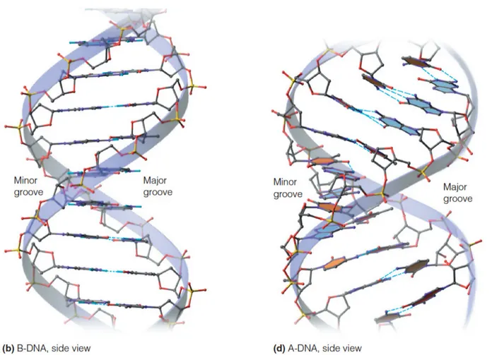 Detailed DNA double helix structure showing major and minor grooves
