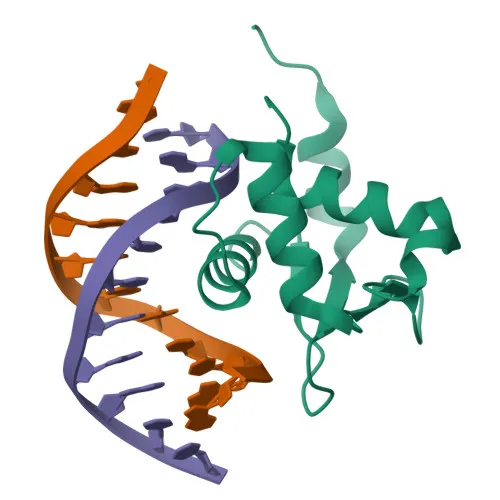 DNA major and minor groove dimensions with protein binding sites