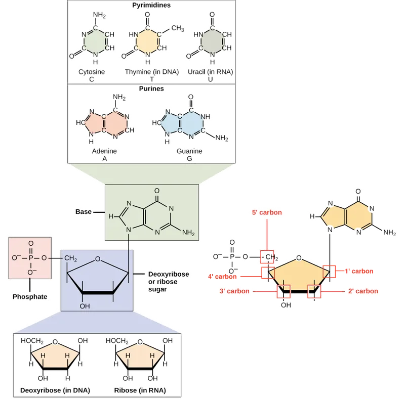 Molecular structure of DNA nucleotides showing phosphate, sugar, and base components
