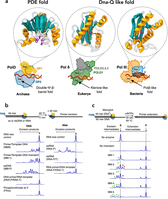 DNA polymerase structure showing 3' to 5' exonuclease proofreading domain