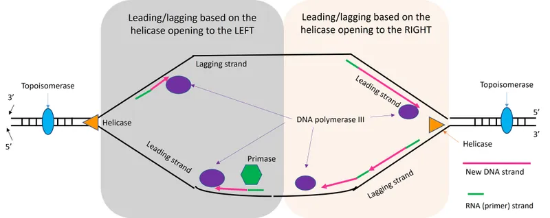 DNA replication fork showing leading and lagging strand synthesis