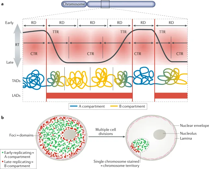 Replication timing across chromosome showing early and late replicating domains