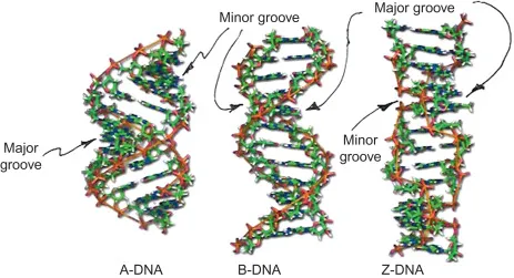 Z-form DNA structure showing left-handed helix compared to B-form