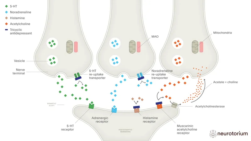 monoamine neurotransmitter synapse