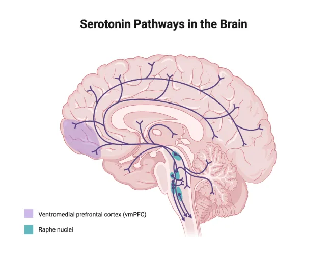 Detailed serotonin pathway diagram showing raphe nuclei and receptor distribution