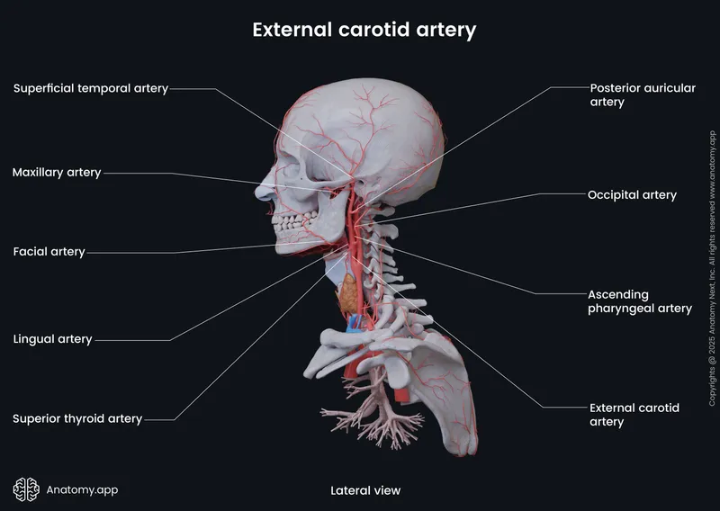 Anatomical diagram of external carotid artery branches and distribution