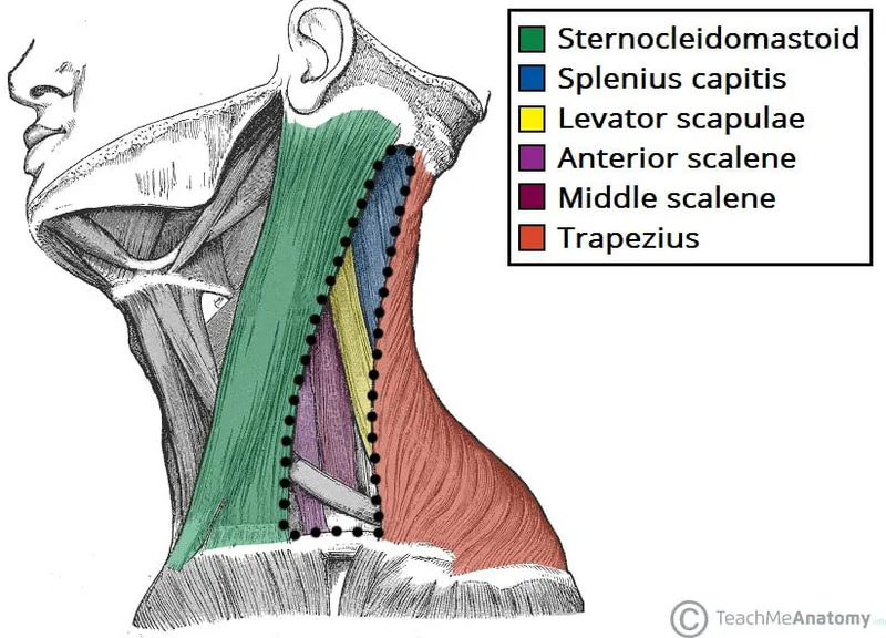 Anatomical diagram showing anterior and posterior triangles of neck with boundaries