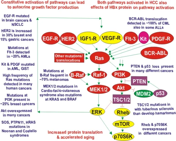 RAS signaling pathway