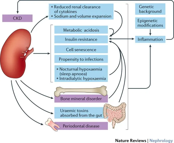 Systems integration diagram showing kidney-heart-bone-vascular connections