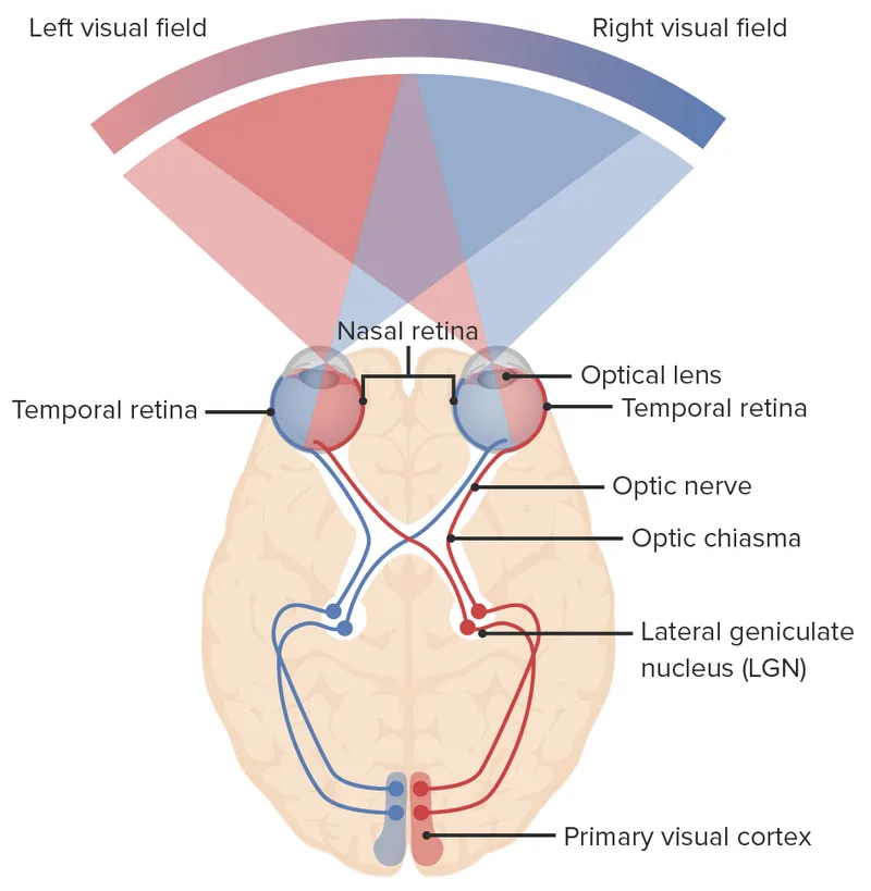 Detailed cross-sectional anatomy of optic chiasm showing fiber decussation patterns