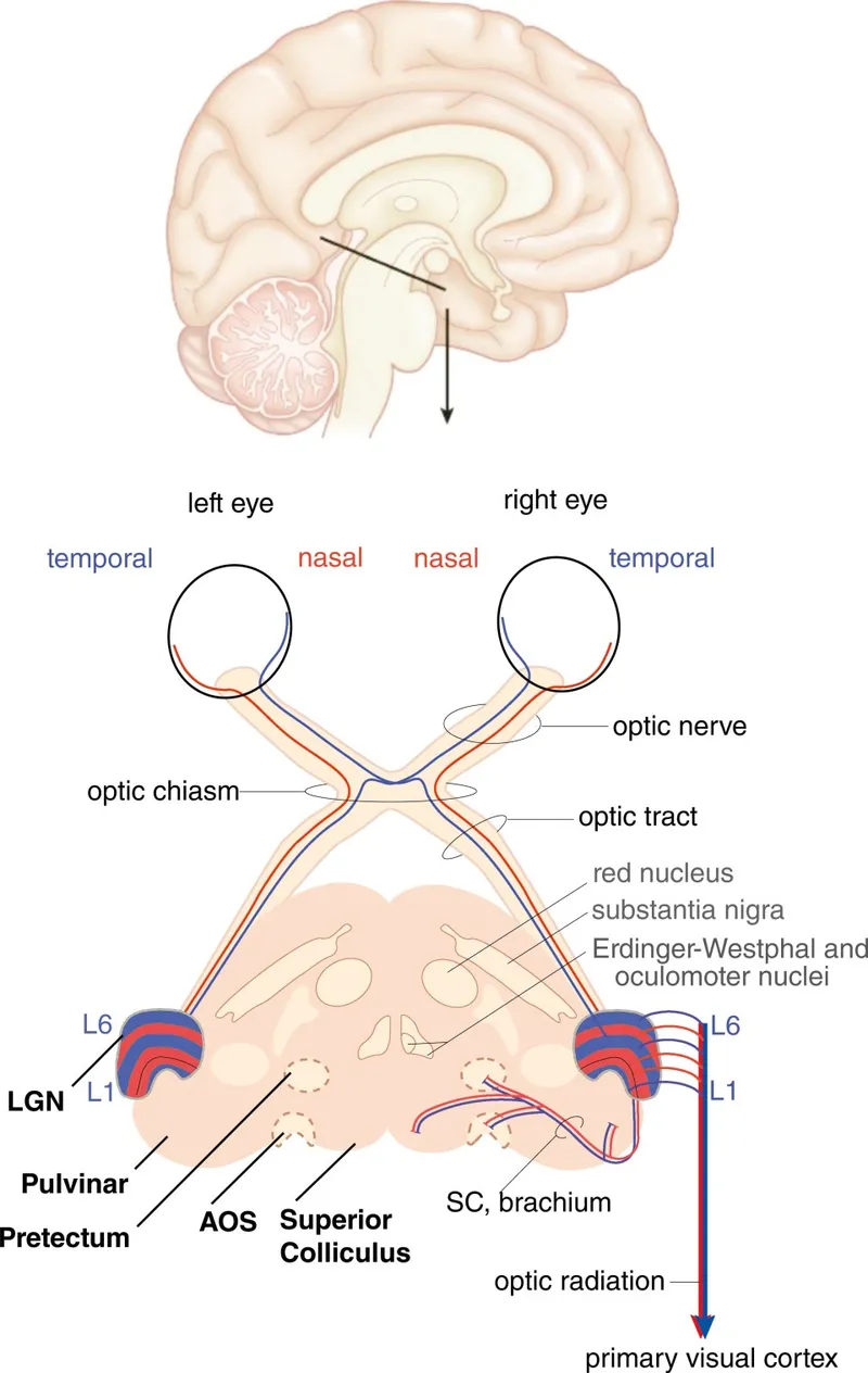 Comprehensive anatomical diagram of complete visual pathway from retina to occipital cortex