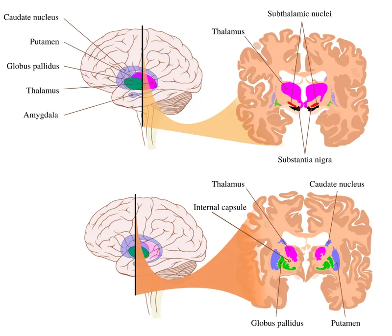 Cross-sectional brain anatomy showing gray and white matter distribution