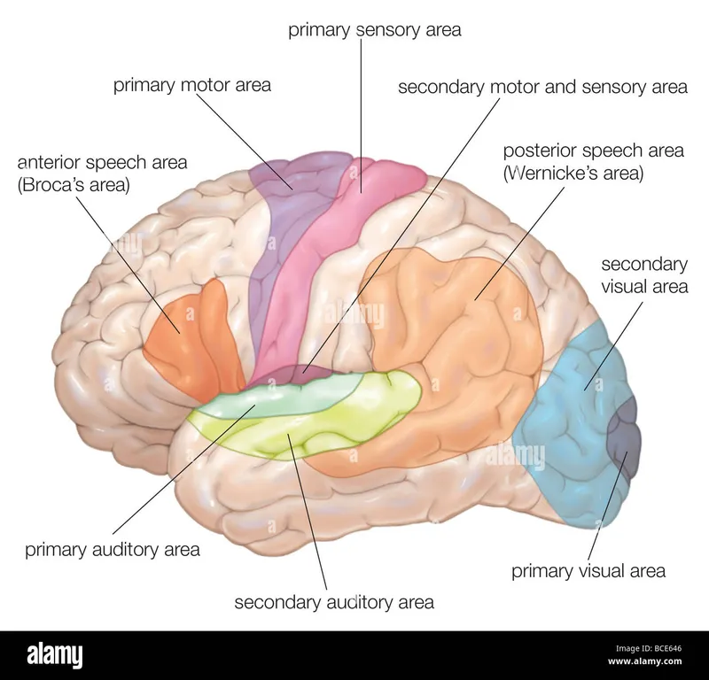 Brain localization diagram showing functional areas and their clinical correlations