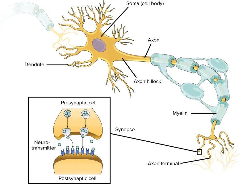 Detailed neuron anatomy showing cell body, dendrites, axon, and synaptic terminals