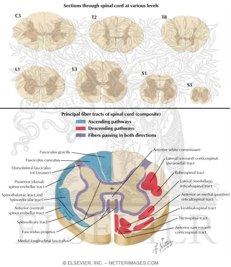 Spinal cord cross-section showing sensory and motor tract locations
