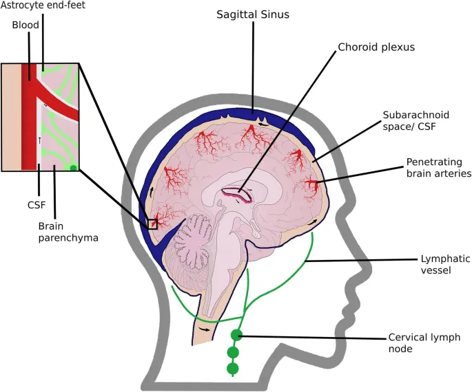 Advanced imaging showing glymphatic system and protein clearance pathways