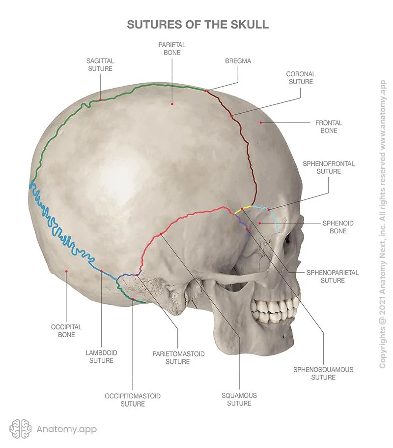 3D anatomical model of skull showing cranial sutures and surgical approach zones