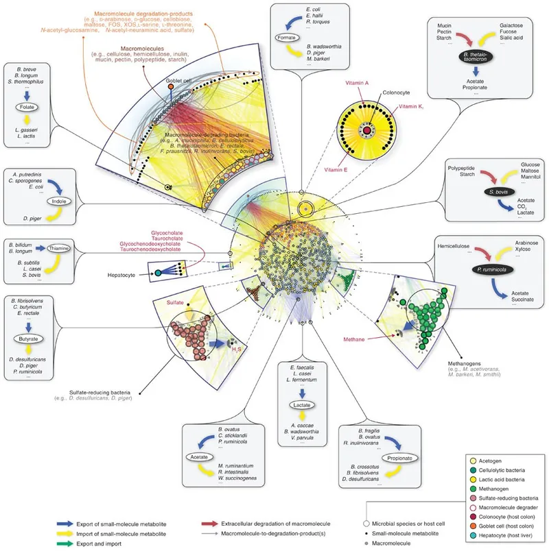Complex microbiome network showing inter-bacterial communication and host interactions