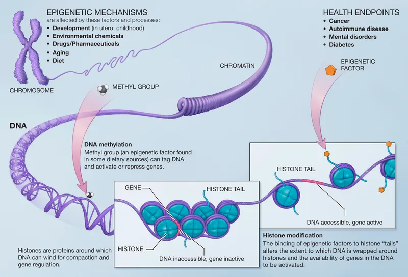 Diagram showing chromatin structure and epigenetic modifications