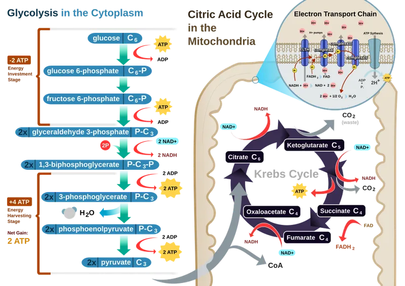 Detailed diagram of cellular energy metabolism showing glycolysis and Krebs cycle