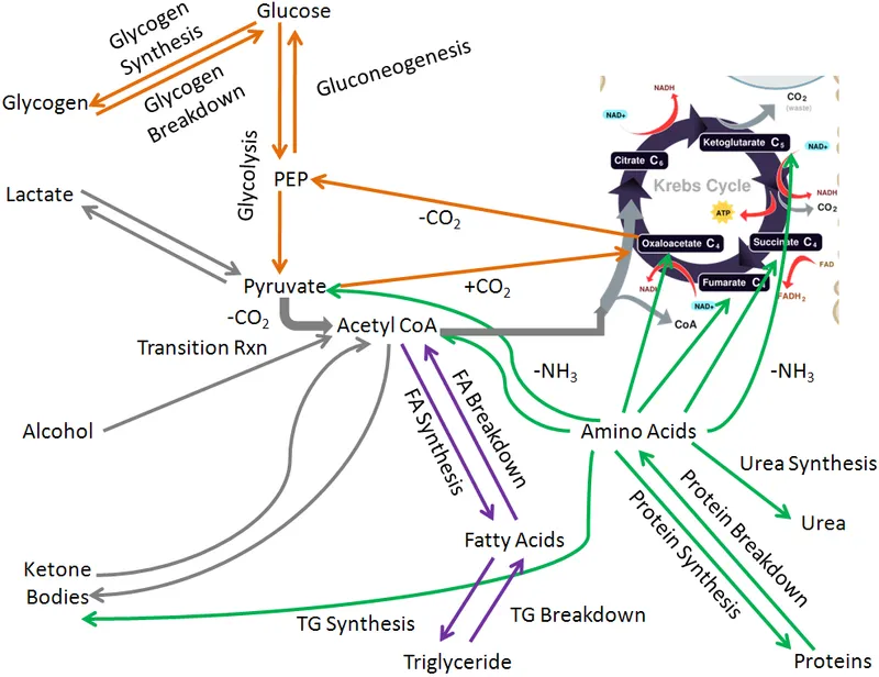 Comprehensive diagram showing macronutrient metabolism pathways