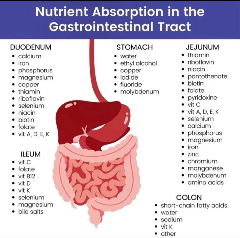 Micronutrient absorption sites in pediatric gastrointestinal tract