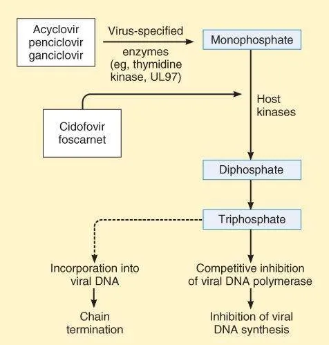 Diagram showing antiviral mechanism of action against herpes simplex virus