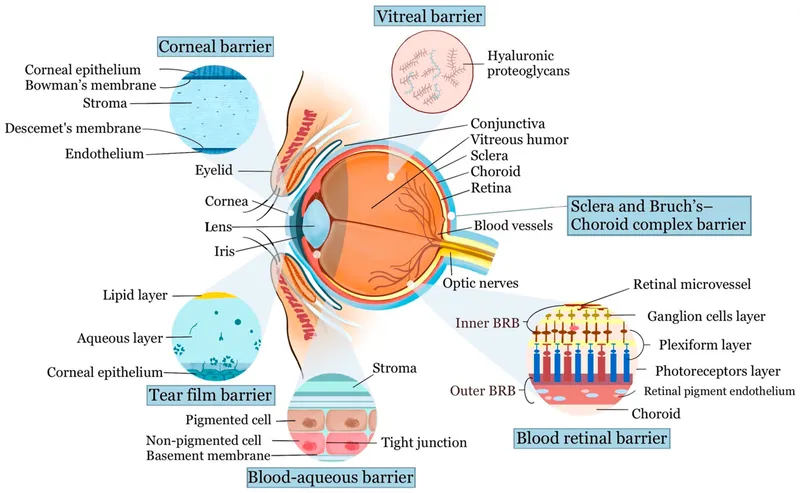 Detailed anatomical cross-section of eye showing drug penetration barriers