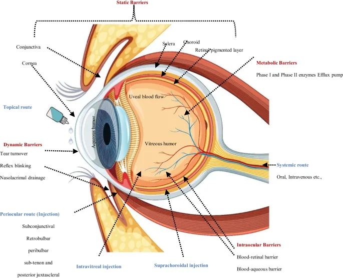 Diagram showing ocular drug delivery routes and barriers